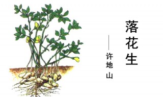 许地山的资料（许地山的资料简介50字）